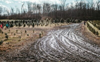 Do You Prefer Real Christmas Trees Over Artificial Ones?