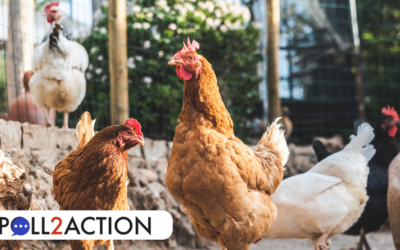 Top 3 Things About Keeping Chickens Even Your HOA Can’t Deny