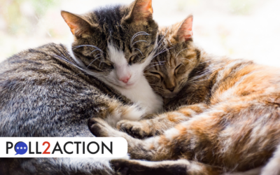Cats First Arrived In China 1,400 Years Ago, Probably Via The Silk Road