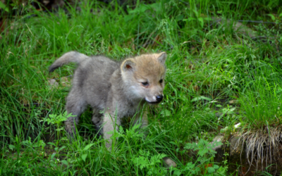 Is The ‘Dire Wolf’ Really De-Extinct? Experts Weigh In